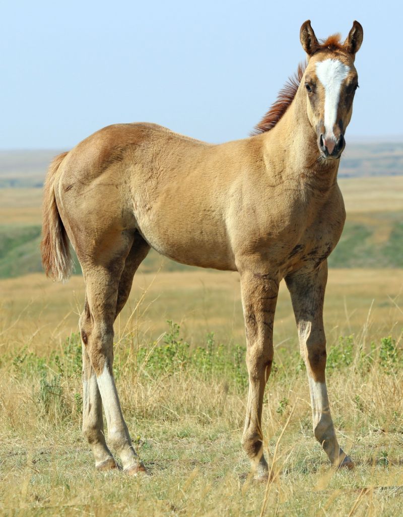 056 - Regal Fire Fox filly
